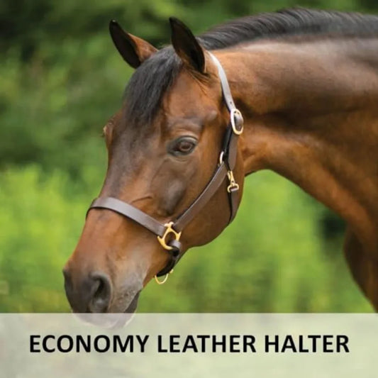 Horse halter for daily use. Premium Lancaster leather. Classic brown with Adjustable fit with solid brass hardware.
