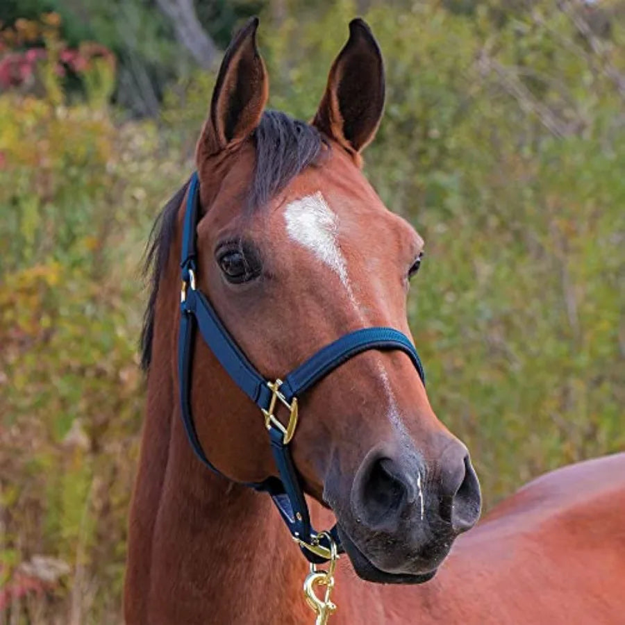 Horse halter for daily use. Nylon material, black color, fully padded to avoid rubs. Has an adjustable crown and curb.