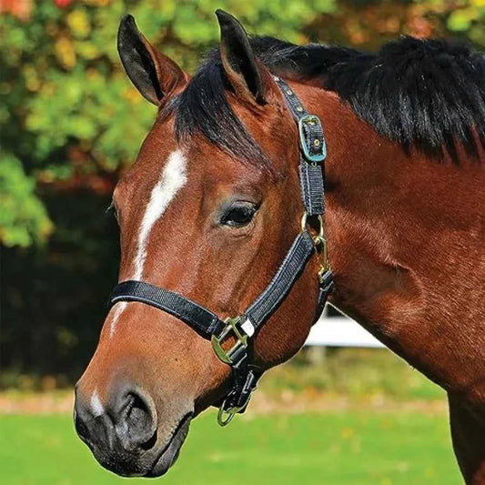 Horse halter for daily use. Nylon material, black color, fully padded to avoid rubs. Has an adjustable crown and curb.